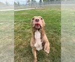 Small Photo #4 American Staffordshire Terrier-Unknown Mix Puppy For Sale in Pierceton , IN, USA