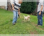 Small Photo #5 Labrador Retriever Puppy For Sale in SCHELLSBURG, PA, USA