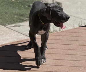 Great Dane Dog for Adoption in TEHACHAPI, California USA