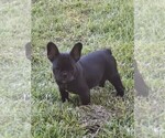 Small #8 French Bulldog