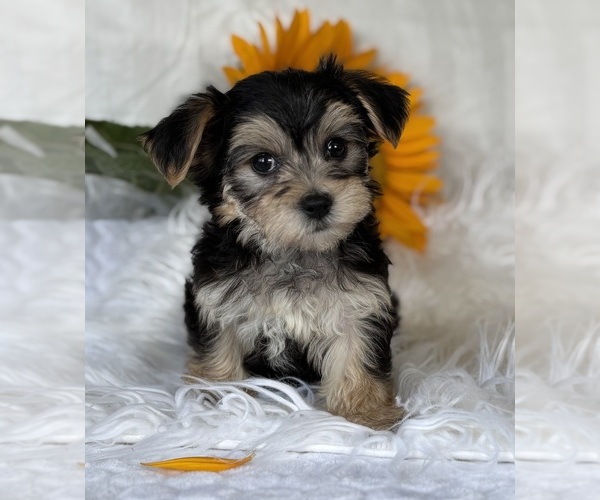 Medium Photo #8 Morkie Puppy For Sale in ROCK STREAM, NY, USA