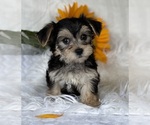 Small #7 Morkie
