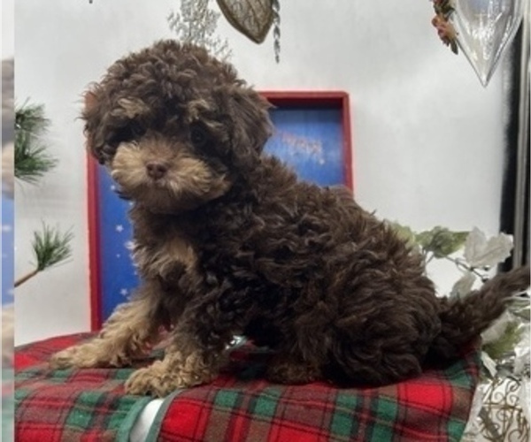 Medium Photo #5 Poodle (Toy)-ShihPoo Mix Puppy For Sale in MUNDELEIN, IL, USA