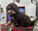 Small Photo #5 Poodle (Toy)-ShihPoo Mix Puppy For Sale in MUNDELEIN, IL, USA
