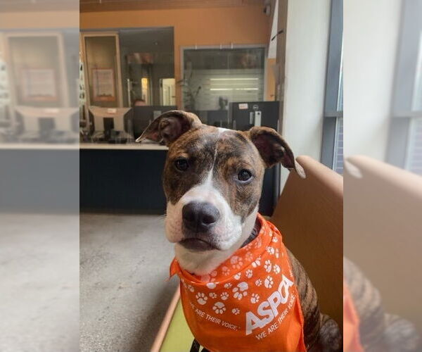 Medium Photo #2 Mutt Puppy For Sale in Elmsford, NY, USA