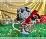 Small Photo #27 French Bulldog Puppy For Sale in HAYWARD, CA, USA