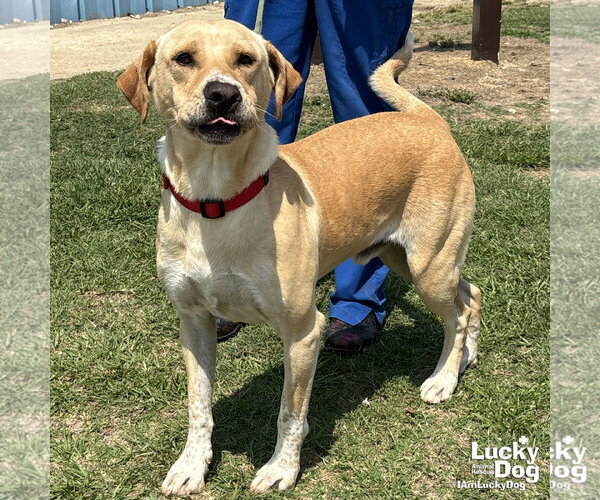 Medium Photo #2 Labrador Retriever-Retriever  Mix Puppy For Sale in Washington, DC, USA