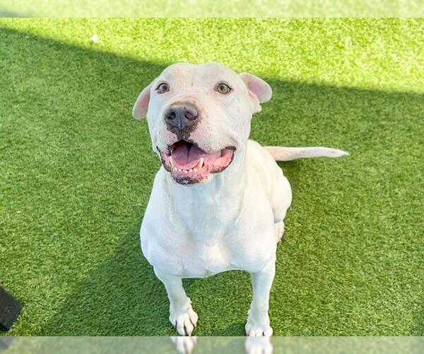 Medium Photo #1 American Pit Bull Terrier Puppy For Sale in Orange, CA, USA