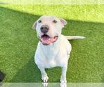 Small American Pit Bull Terrier
