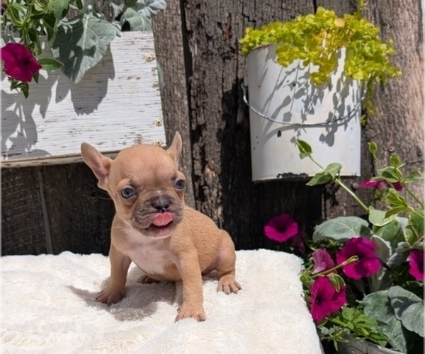 Medium Photo #1 French Bulldog Puppy For Sale in GOSHEN, IN, USA