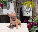 Puppy Tara French Bulldog