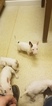 Small Photo #77 Bull Terrier Puppy For Sale in JACKSON, MI, USA