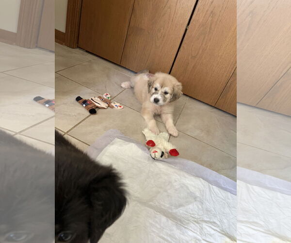 Medium Photo #2 Labrador Retriever-Unknown Mix Puppy For Sale in Plainfield, IL, USA