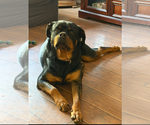 Small Photo #6 Rottweiler Puppy For Sale in White Hall, AR, USA