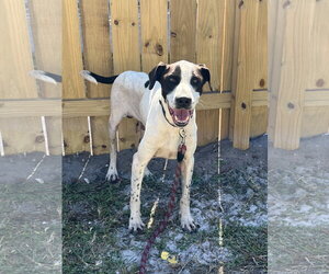 COURTESY POST: Pluto - Male Mutt Dog for Adoption - Photo #2