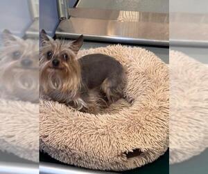 Mutt Dogs for adoption in South Lake Tahoe, CA, USA