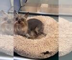 Small Mutt