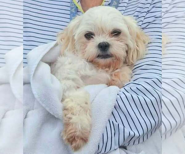 Medium Photo #2 Mal-Shi Puppy For Sale in Spring Lake, NC, USA