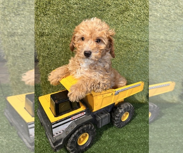 Medium Photo #4 Poodle (Miniature) Puppy For Sale in MIDDLEBURY, IN, USA