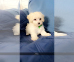 Small Photo #25 Maltipoo (Miniature) Puppy For Sale in HIGH POINT, NC, USA