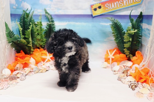 Medium Photo #1 Maltipoo Puppy For Sale in LAS VEGAS, NV, USA