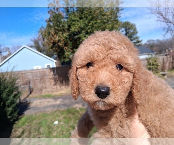 Medium Photo #1 Goldendoodle (Miniature) Puppy For Sale in GASTONIA, NC, USA