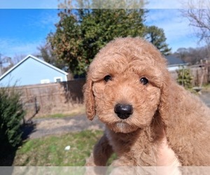 Medium Goldendoodle (Miniature)