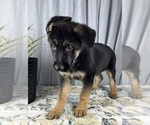 Small Photo #9 German Shepherd Dog Puppy For Sale in GREENWOOD, IN, USA