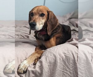 Beagle Dogs for adoption in Tampa, FL, USA