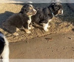 Small Photo #12 Australian Shepherd Puppy For Sale in LUBBOCK, TX, USA