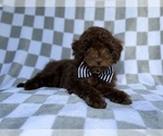 Small #2 Cavapoo (Miniature)