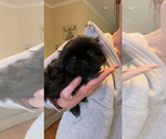 Puppy black Female Shih Tzu