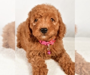 Goldendoodle (Miniature) Puppy for sale in LOWELL, MA, USA