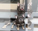 Small #3 French Bulldog