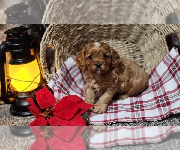 Medium Photo #14 Cavapoo (Miniature) Puppy For Sale in GREENWOOD, WI, USA