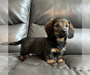 Dachshund Puppy for sale in FRANKLIN, IN, USA