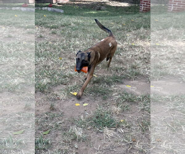 Medium Photo #9 Mutt Puppy For Sale in Stevens Point, WI, USA