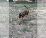 Small #8 Mutt