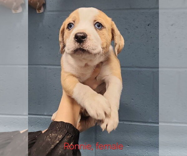 Medium Photo #1 American Pit Bull Terrier-Unknown Mix Puppy For Sale in Evansville, IN, USA