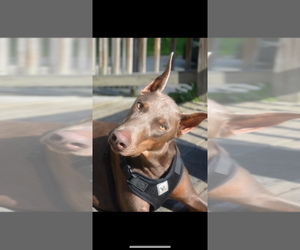 Mother of the Doberman Pinscher puppies born on 05/17/2025