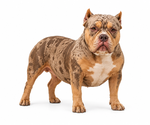 Small Photo #1 American Bully Puppy For Sale in RADCLIFF, KY, USA