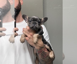 French Bulldog Puppy for sale in EVANS, GA, USA
