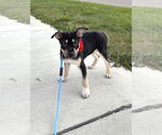 Small #2 American Pit Bull Terrier-Labrador Retriever Mix