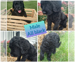 Small #3 Goldendoodle-Sheepadoodle Mix