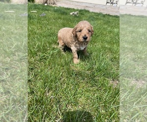 Goldendoodle Puppy for sale in LAGRANGE, IN, USA