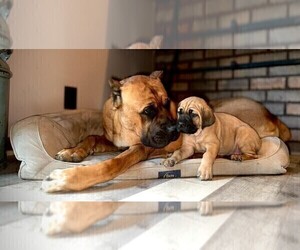 Father of the Cane Corso puppies born on 04/16/2024