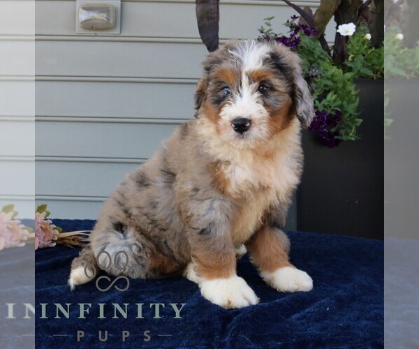 Medium Photo #2 Bernedoodle (Miniature) Puppy For Sale in NARVON, PA, USA