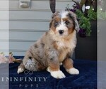 Small #1 Bernedoodle (Miniature)
