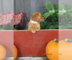 Rudolf - Male Golden Retriever Puppy for Sale - Photo #4