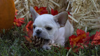 Small Photo #7 French Bulldog Puppy For Sale in GARNER, NC, USA